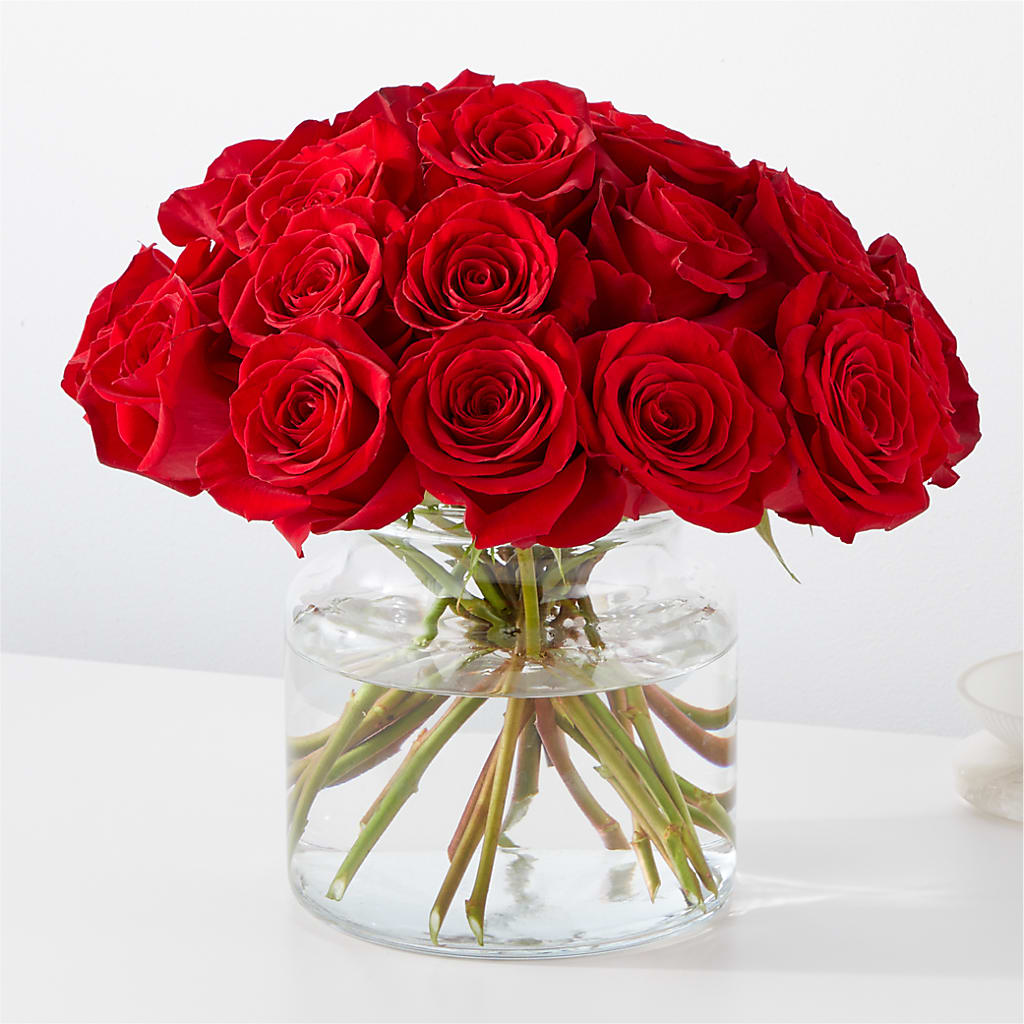 Cupid's Embrace Red Rose