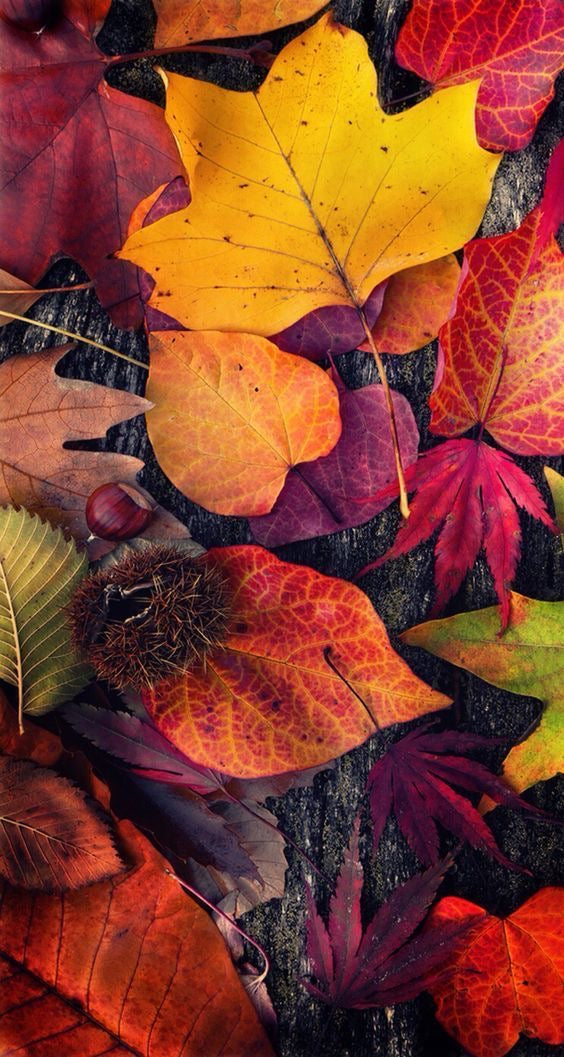 Autumn-Fall