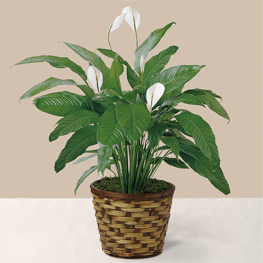 Tranquil Peace Lily Plant