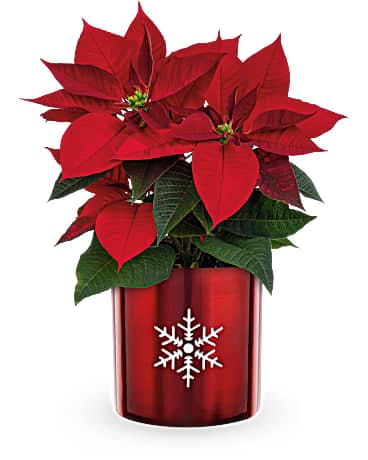 SNOWFLAKE POINSETTIA