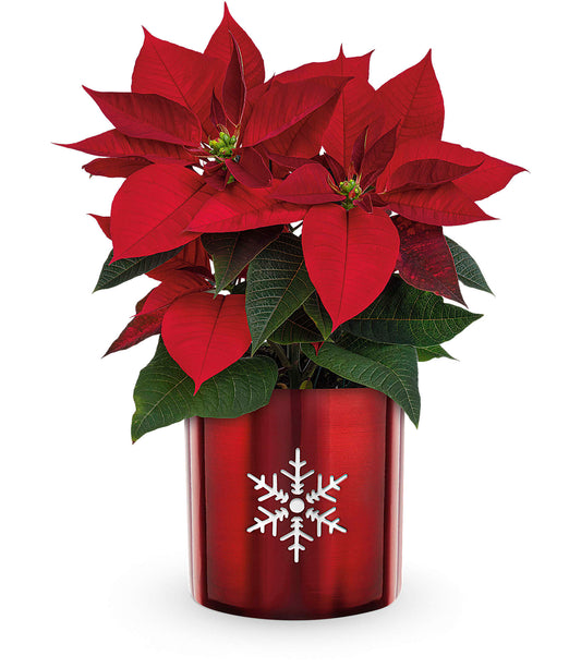 SNOWFLAKE POINSETTIA